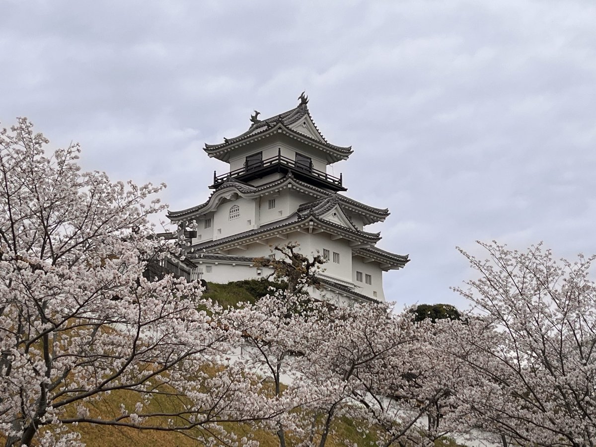 茶坊主 tweet media