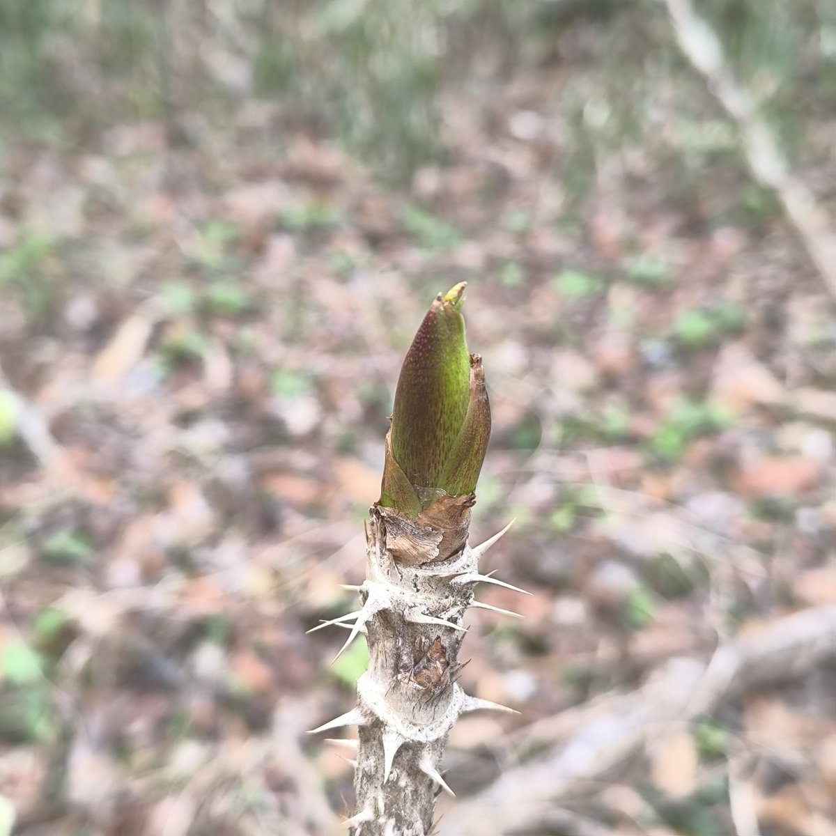 小来川みどり🌱 tweet media