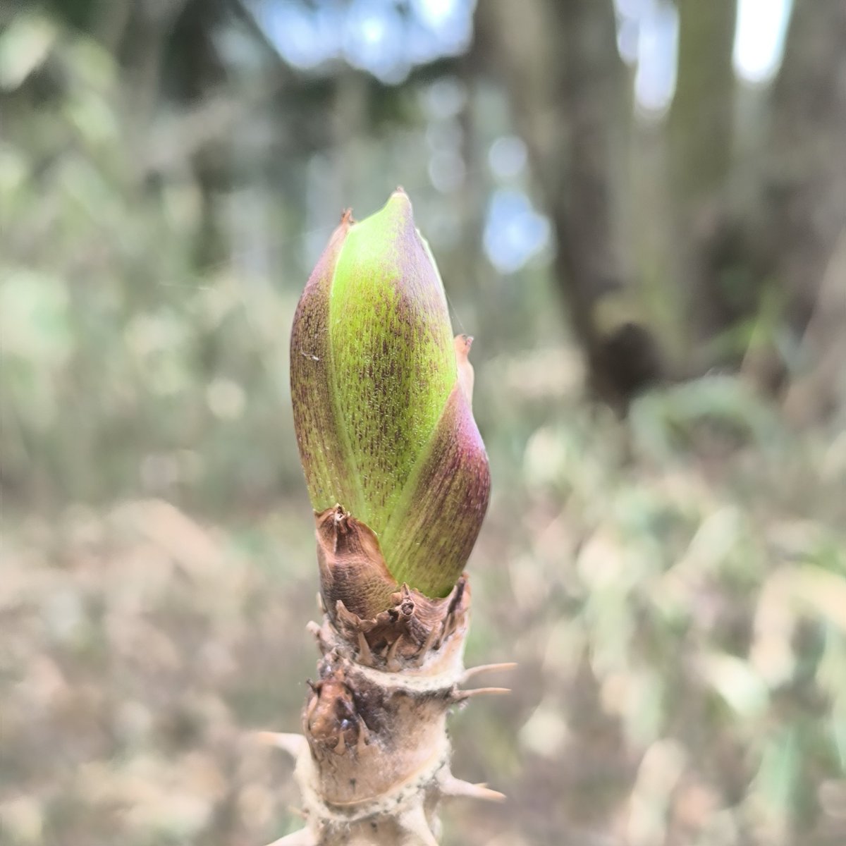 小来川みどり🌱 tweet media