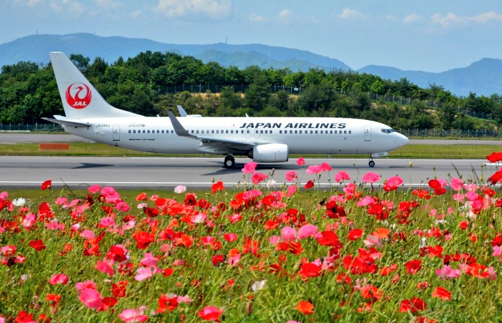 綺麗な花と飛行機が一緒に撮れる空港と言えば高松空港が真っ先におもい浮かびます。
さほど他の空港に行ったことないけど😅