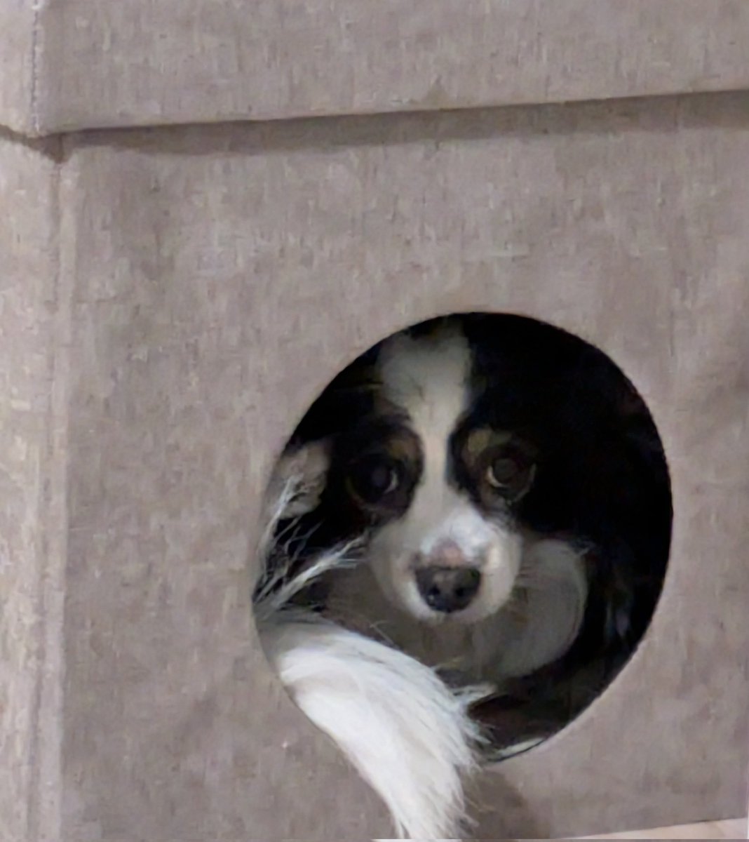 diaheart tweet media