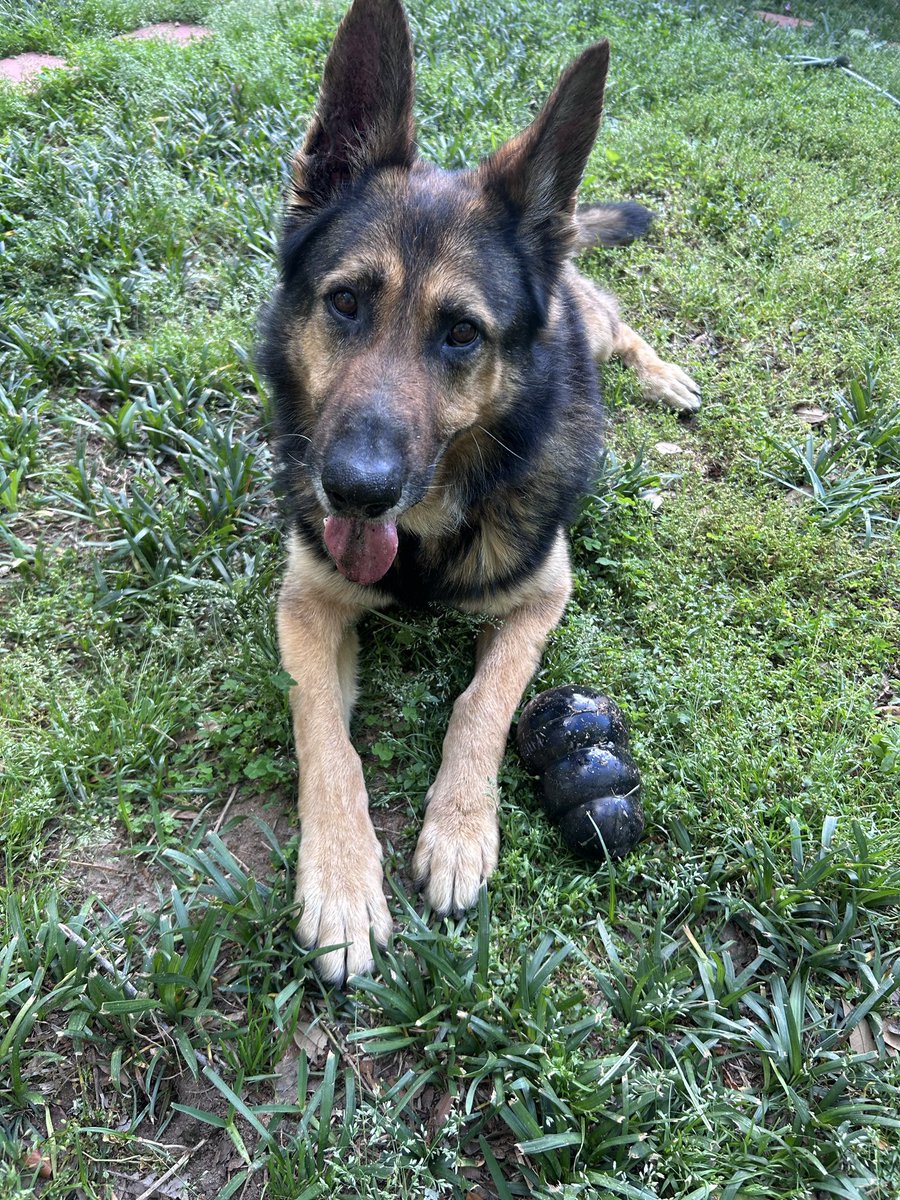 Meredith 💙🐾 tweet media