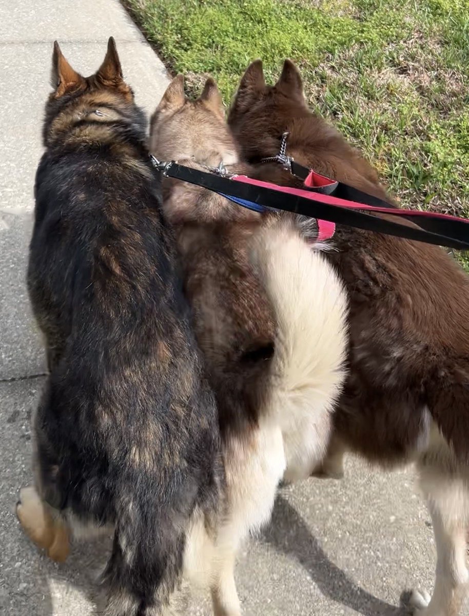 Meredith 💙🐾 tweet media