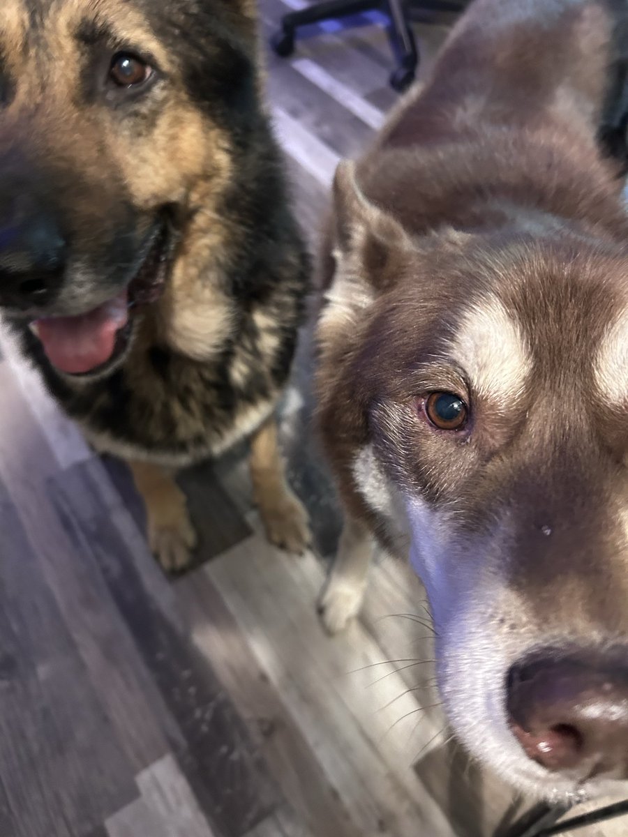 Meredith 💙🐾 tweet media