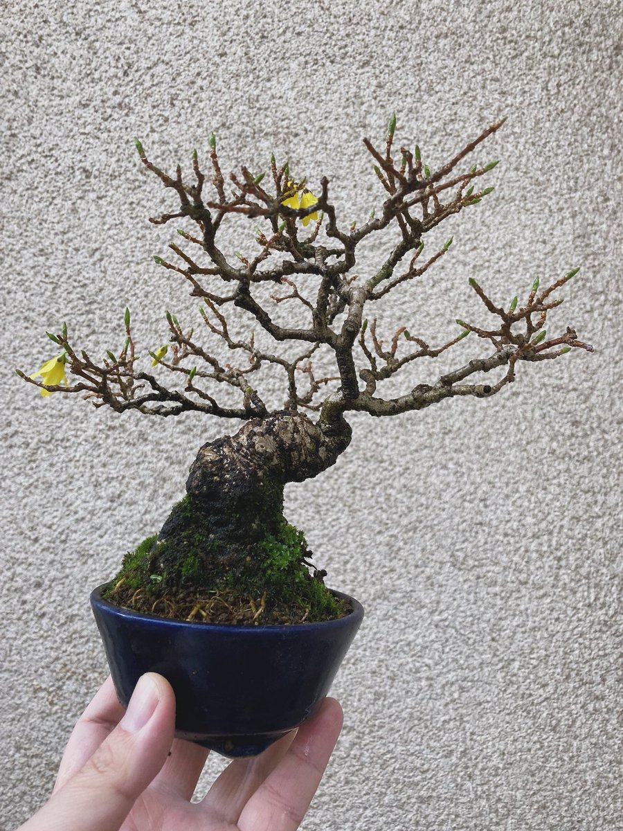 TsuruokaBonsai's tweet image. レンギョウです。昨年は花が一つ二つでまぁ、植え替えたしなぁ来年は花をいっぱい咲かせてもらおう！と期待していましたが花四つばかりで終わりそうです😂
#bonsai #盆栽