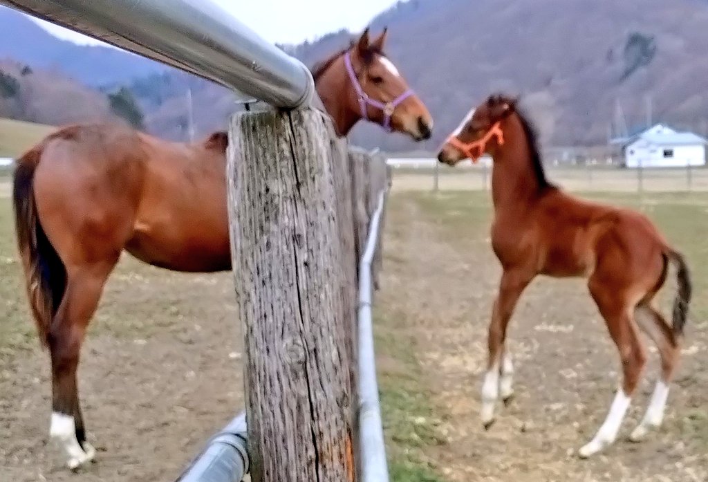 アグオ🐴 tweet media