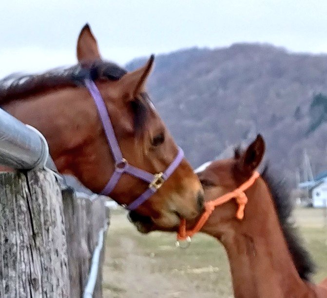 アグオ🐴 tweet media