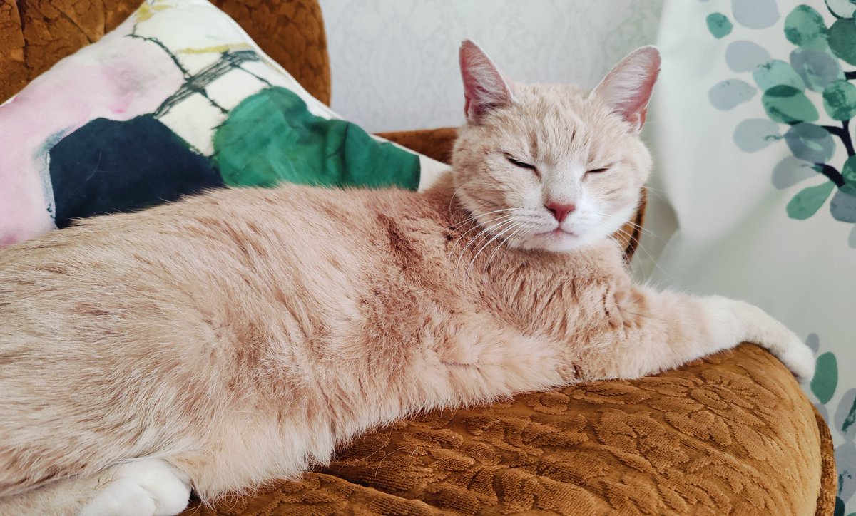 Viiru The Cat & Kismet ☮️🇺🇦 tweet media