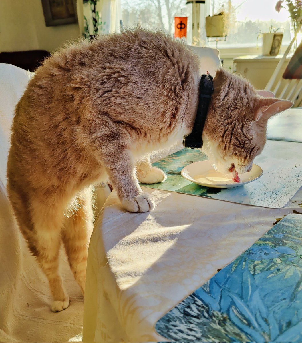 Viiru The Cat & Kismet ☮️🇺🇦 tweet media