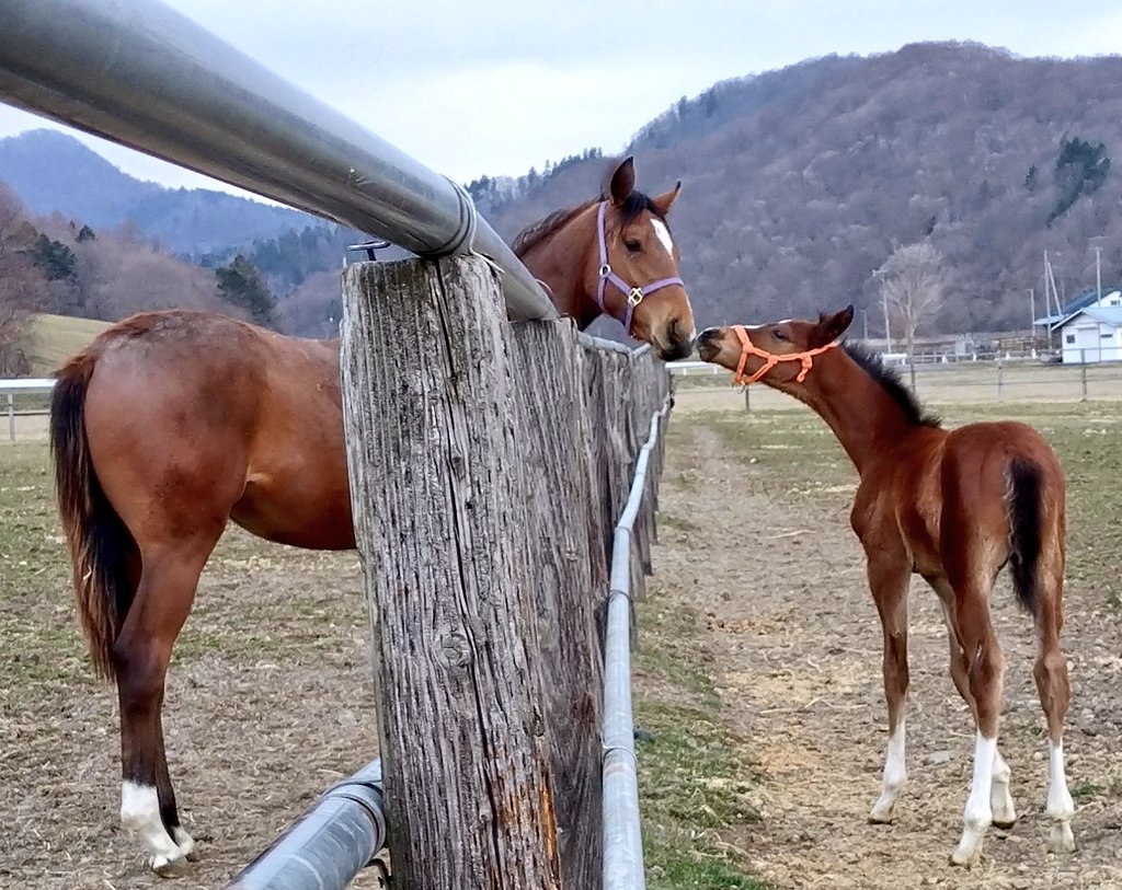 アグオ🐴 tweet media