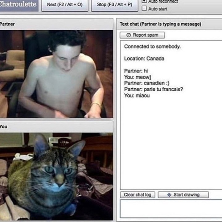 Punch Cat tweet media