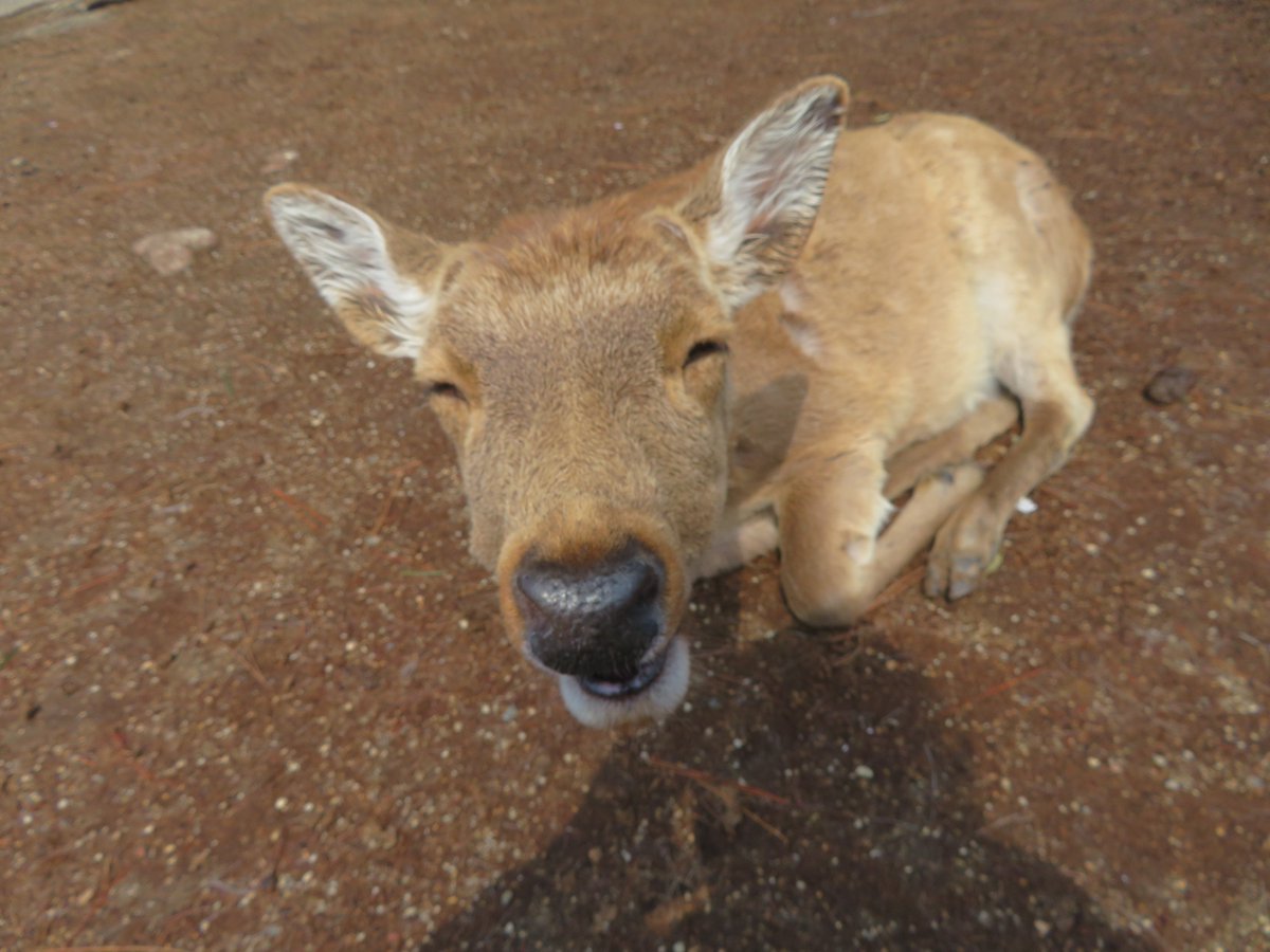 スマ本屋 三洋堂大安寺店@サイト会員募集中！ tweet media