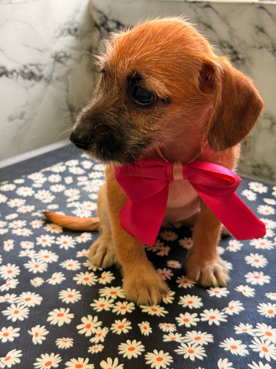 solo las flores me representan tweet media