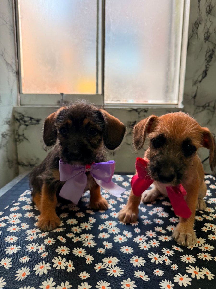 solo las flores me representan tweet media