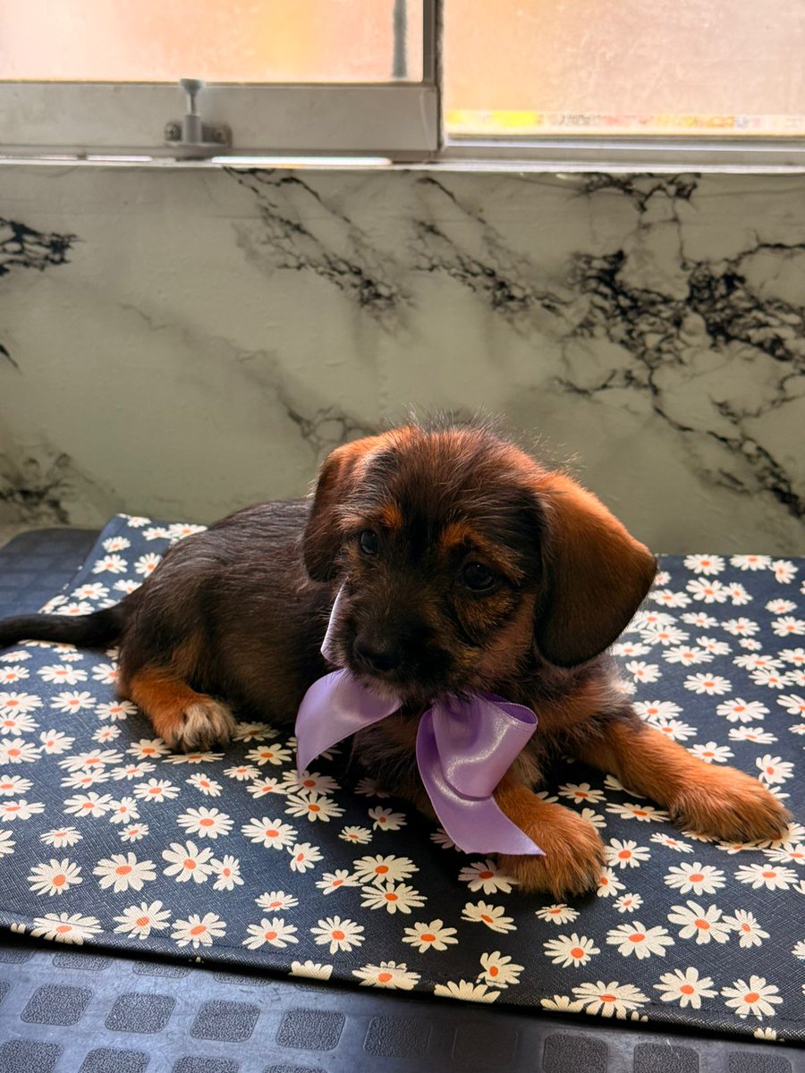 solo las flores me representan tweet media