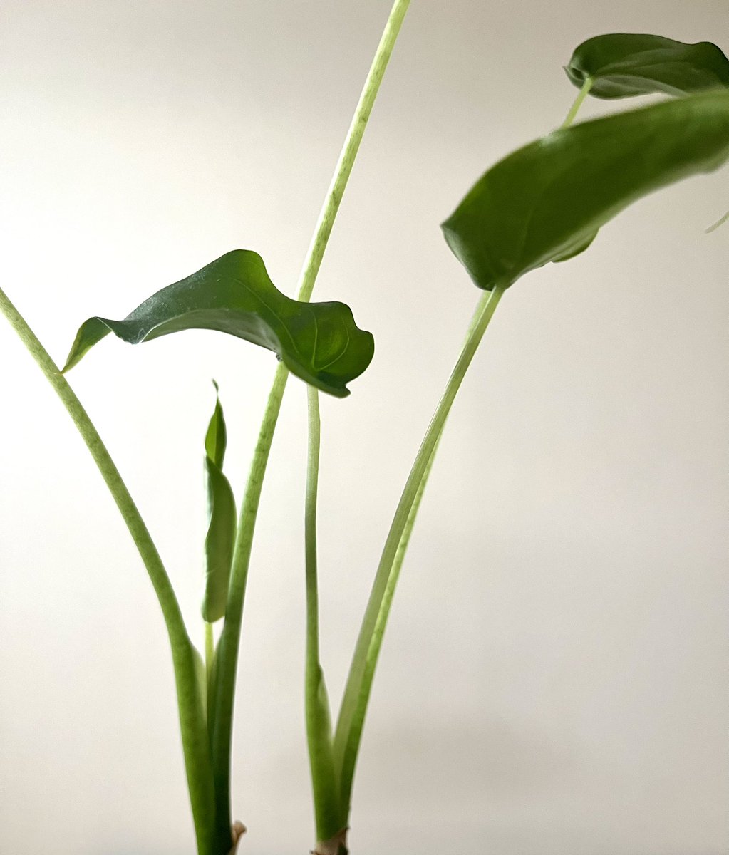 みかそ tweet media