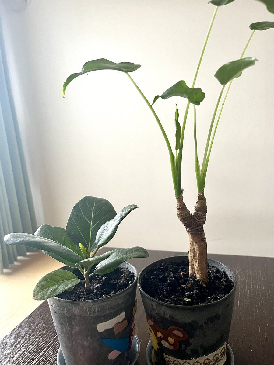 みかそ tweet media