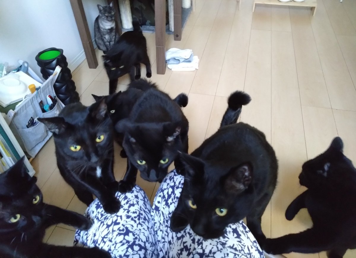 黒猫一家🐭 tweet media