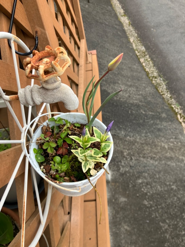 ccr_ribbons's tweet photo. かわいい可愛い
チビちゃんs😘

#宿根チューリップ
#tulips 🌷
#gardening
#ガーデニング　
#lowcost #lowmaintainance
#TLを花でいっぱいにしよう　
#Cのお庭　
#hellospring2026 https://t.co/HGKXlHIDuq