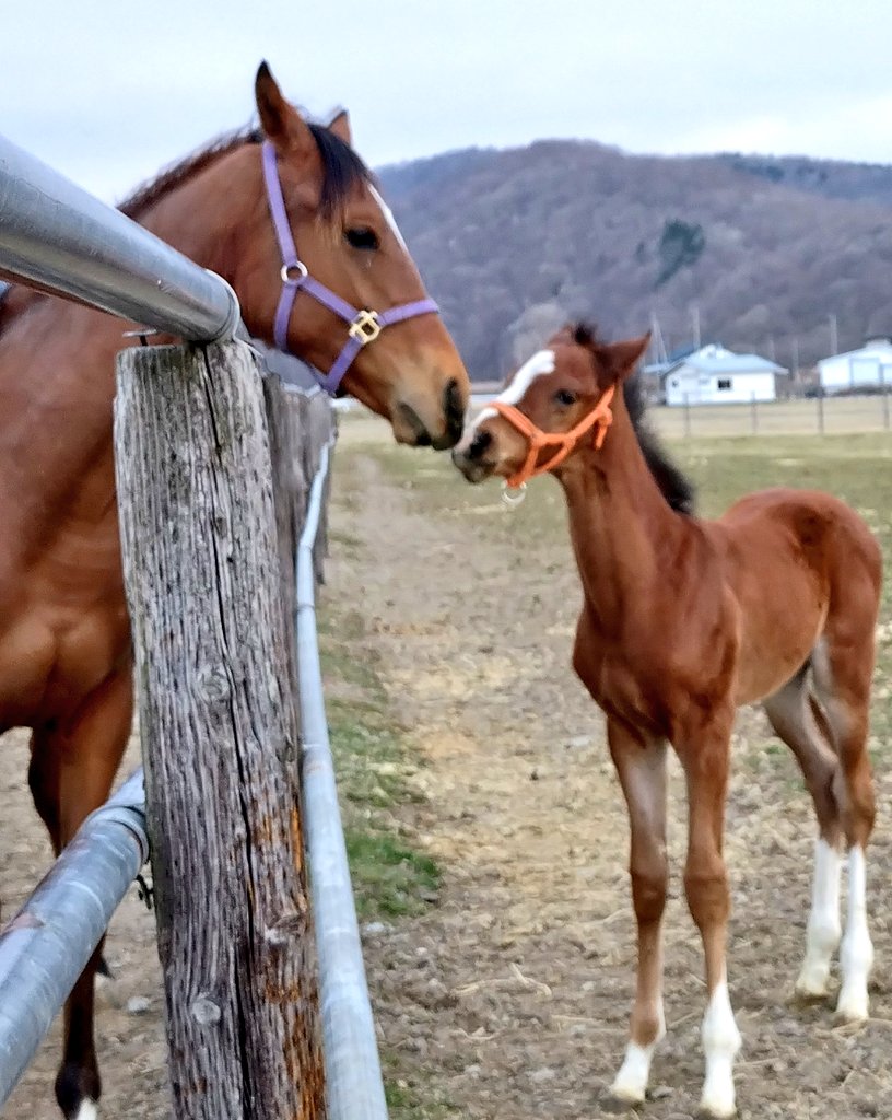 アグオ🐴 tweet media