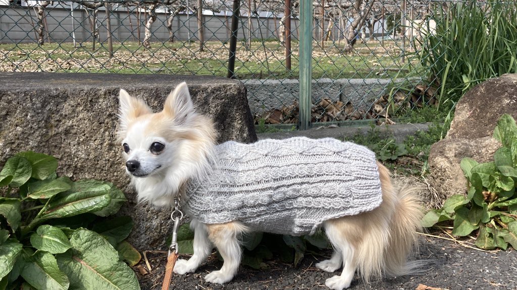 ashibenomics's tweet photo. My chihuahua NANA is proudly wearing the sweater I hand-knitted for her 🧶🐕💕
She seemed to really like it…
Even though she’s no longer with me, this sweater holds so many precious memories. ❤️
#Chihuahua #HandKnit #DogSweater #RainbowBridge https://t.co/L1x941RE0F