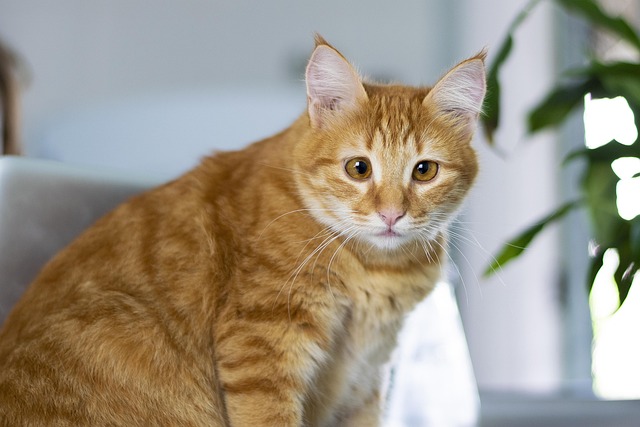 ゆめぽん tweet media