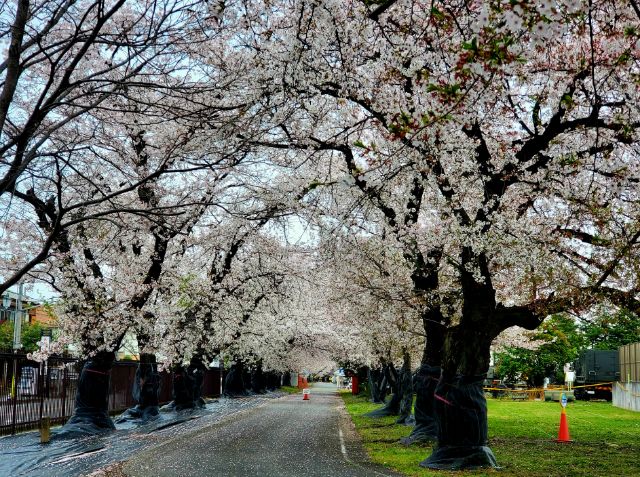 ニライカナイとミルク(しげなか) tweet media