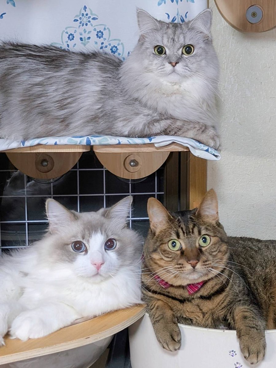 みしゅり tweet media