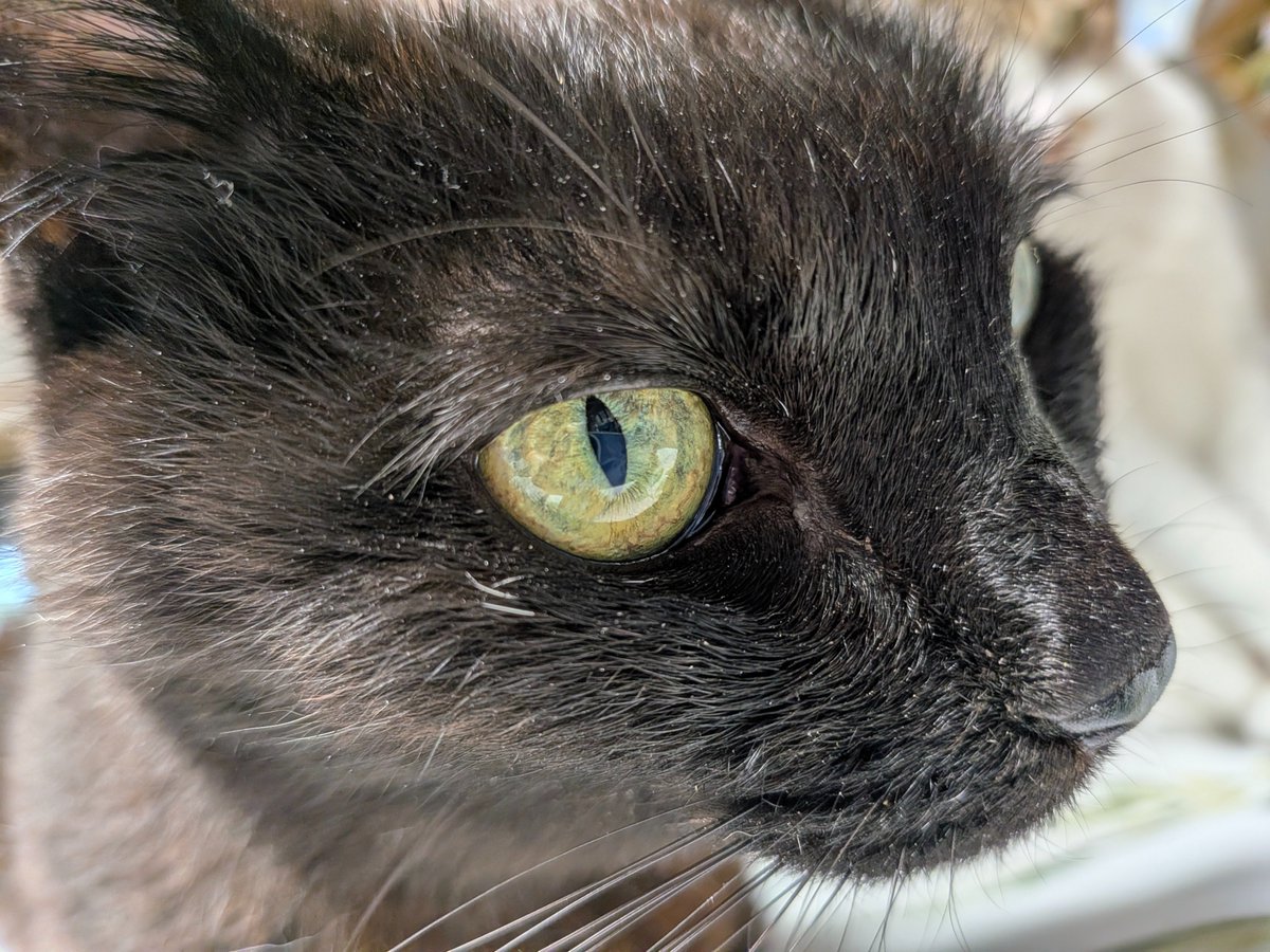 にゃんこ tweet media