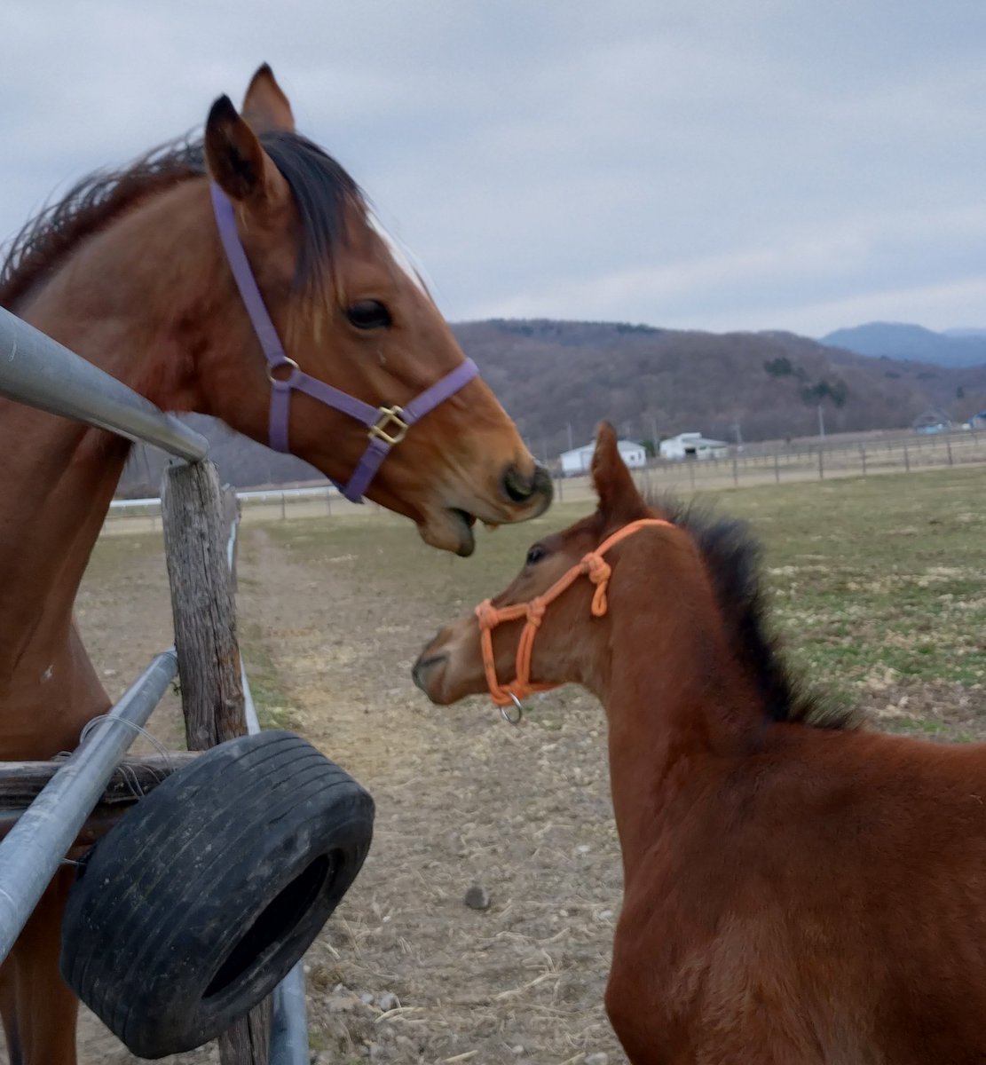 アグオ🐴 tweet media