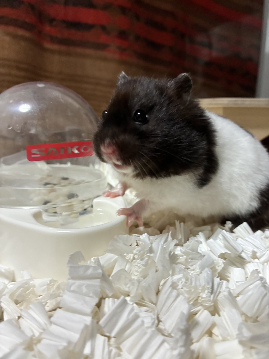 rin_oden tweet media