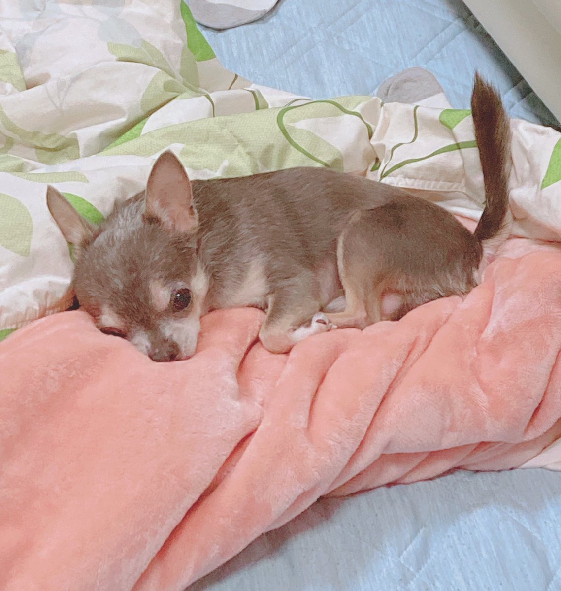 チョま˘(•🔰•)˘@多声類VTuber tweet media