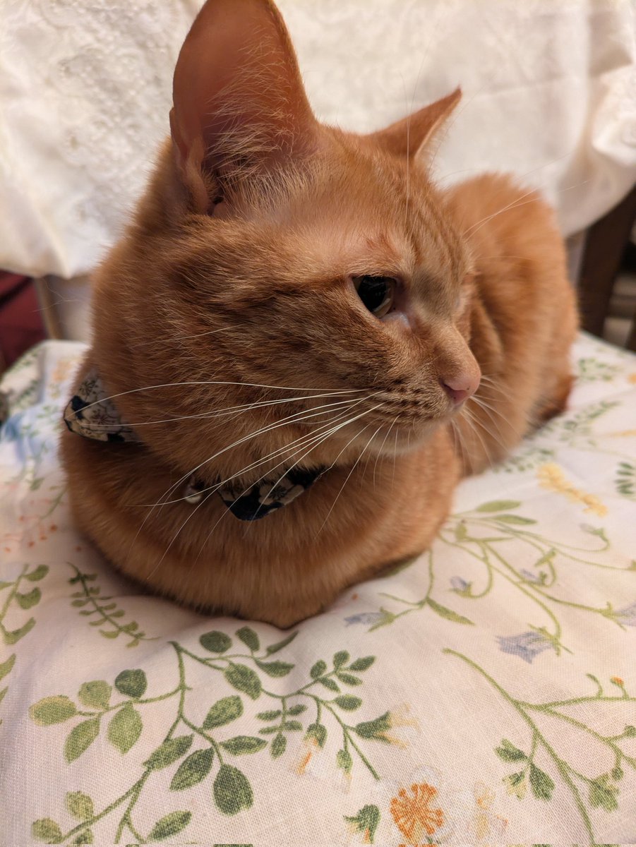 木乃葉るるฅ^•ω•^ฅ tweet media