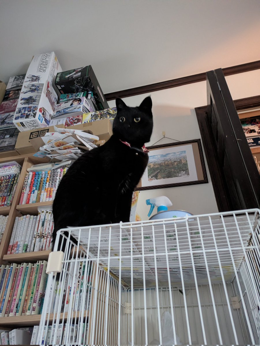 木乃葉るるฅ^•ω•^ฅ tweet media