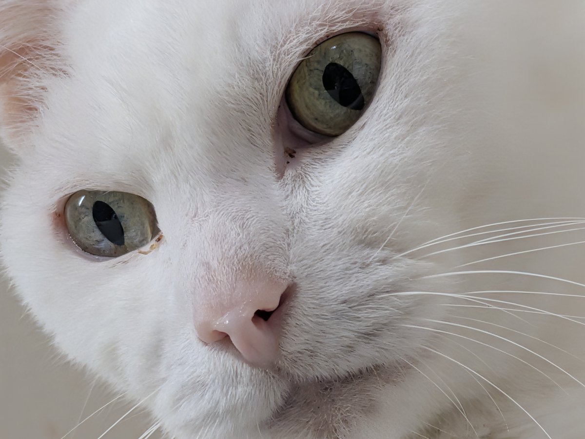 にゃんこ tweet media