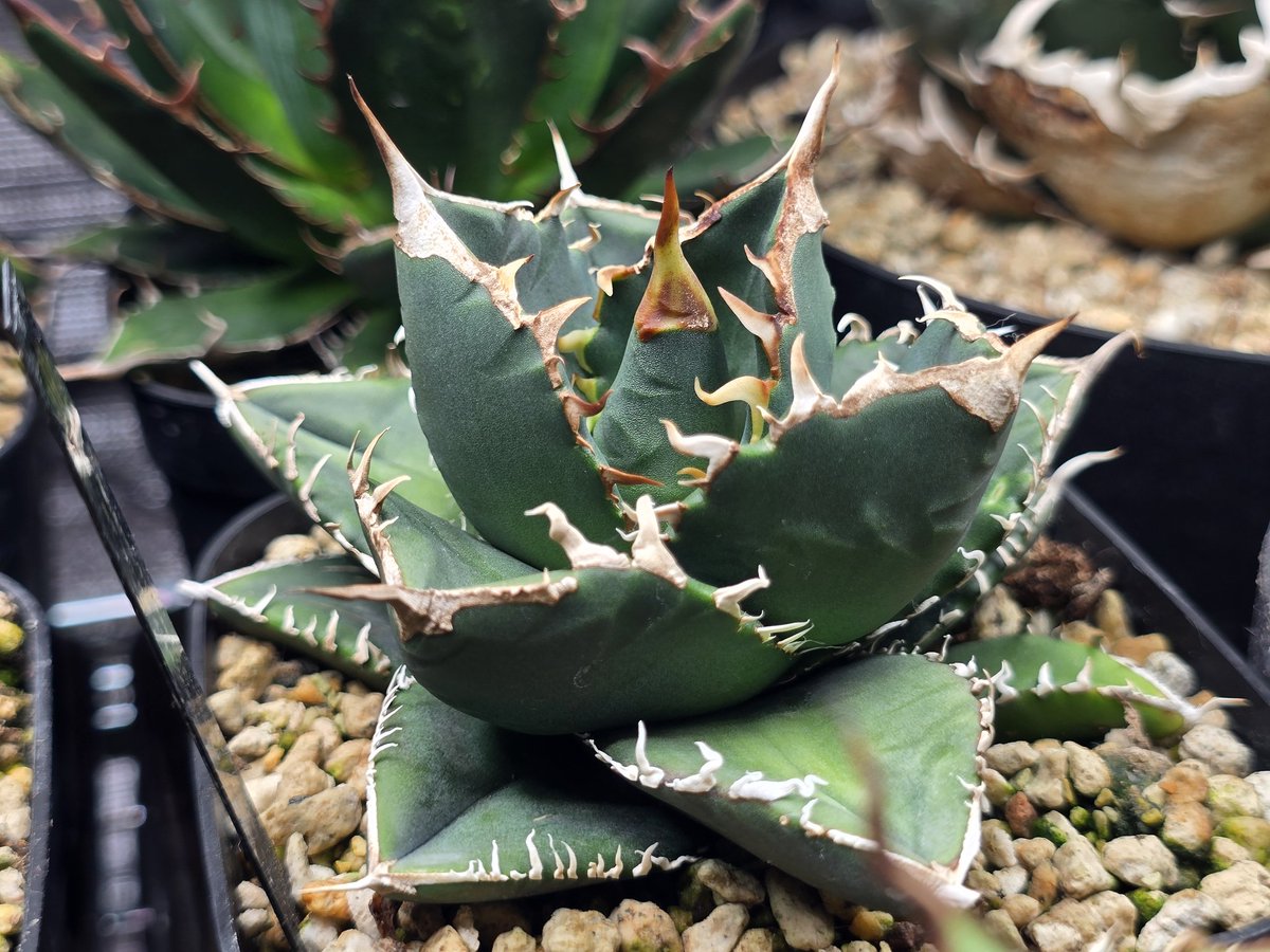 AGアガベ垢 tweet media