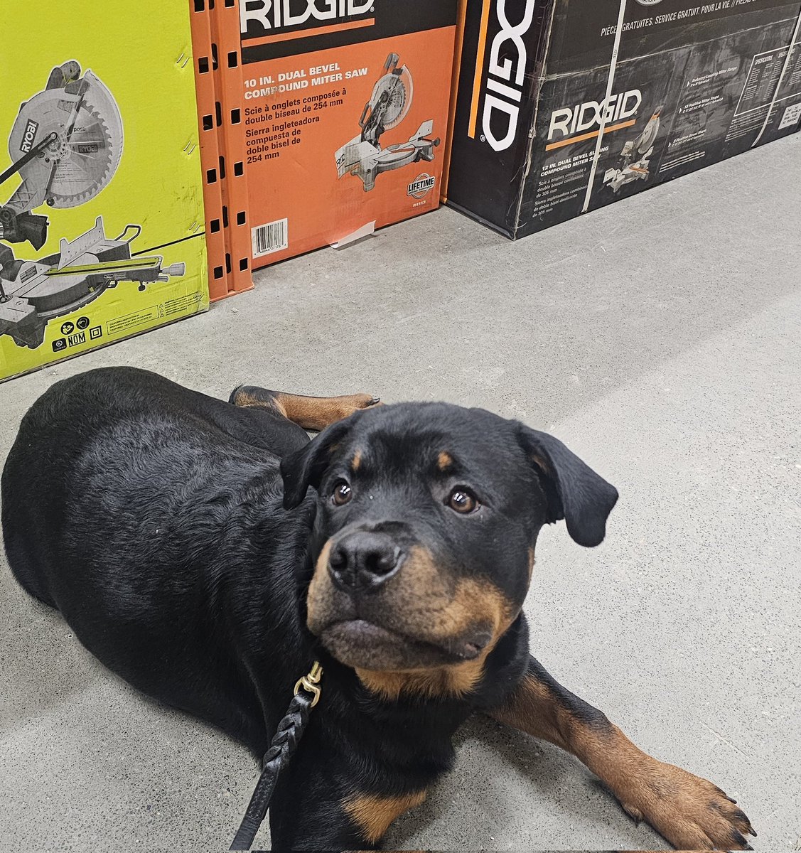 Team Servicerottie๐จ๐ฆ๐โ๐ฆบ๐ฆฝ tweet media