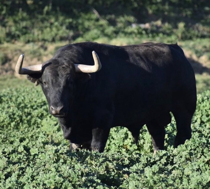 La_Palmosilla,Oficial tweet media