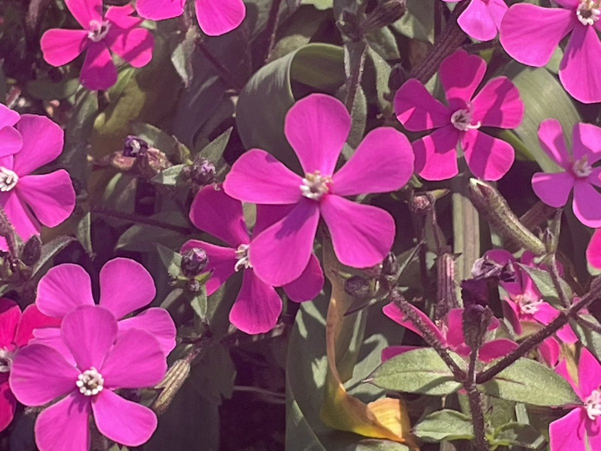 *.ﾟ ꕤ ももꕤ *.ﾟꕤ︎︎·͜·ᰔ tweet media