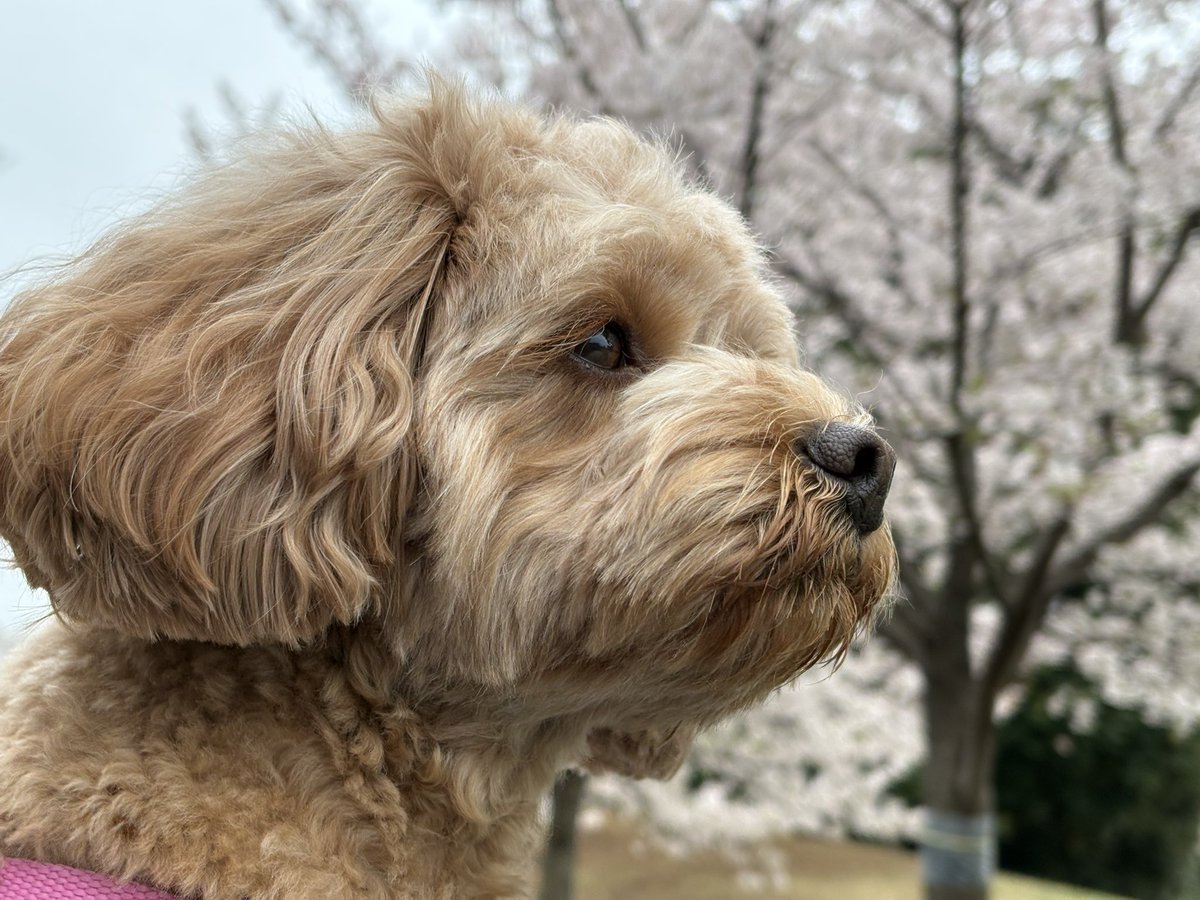 阪口 周平 tweet media