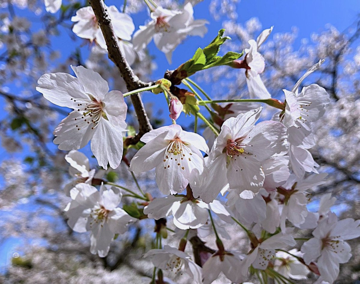 冨永 格（たぬちん） tweet media