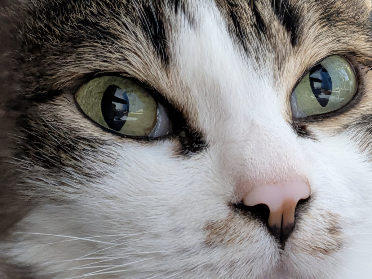 にゃんこ tweet media