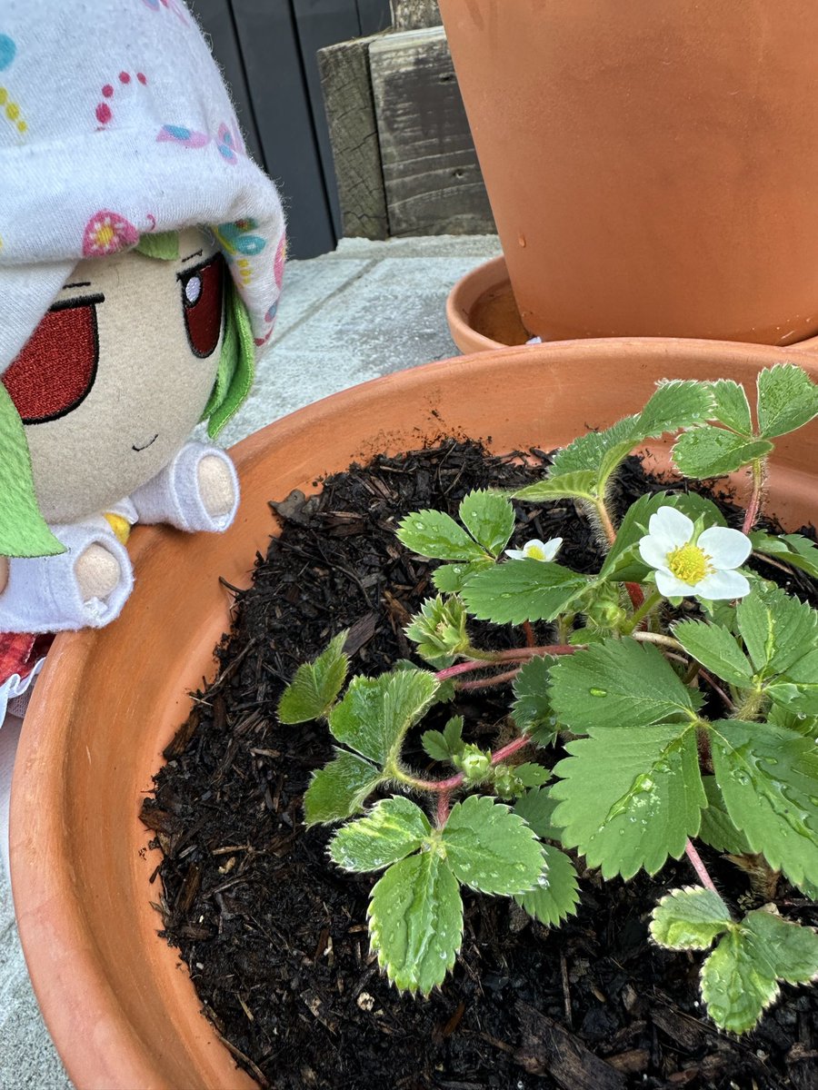 fumo yuuka's little gardens tweet media