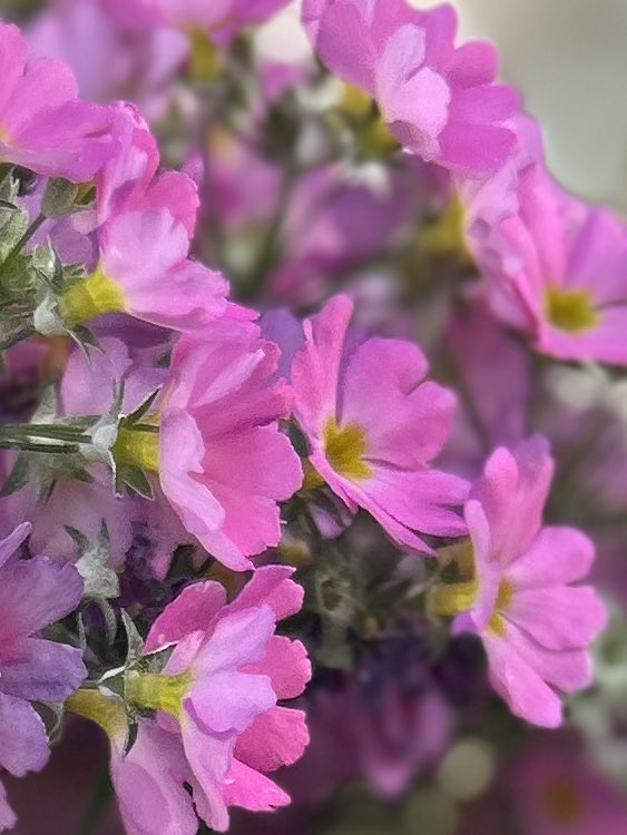 ままりん🌴(低浮上🙇‍♀️)🌷🌷🌷🫧🫧🫧ひとりごと🫧🫧 tweet media