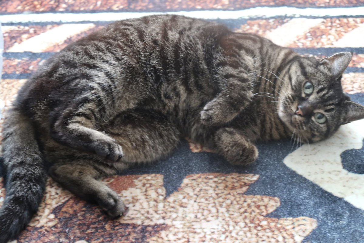 ジャッキー tweet media