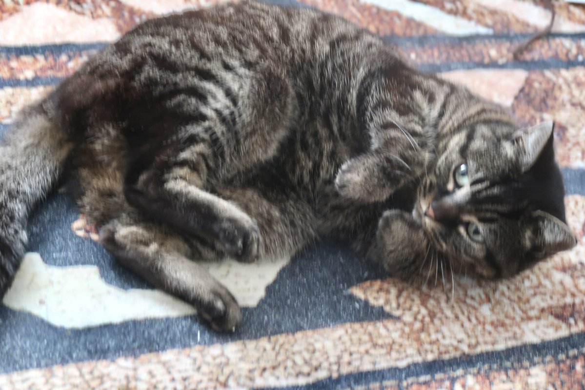 ジャッキー tweet media