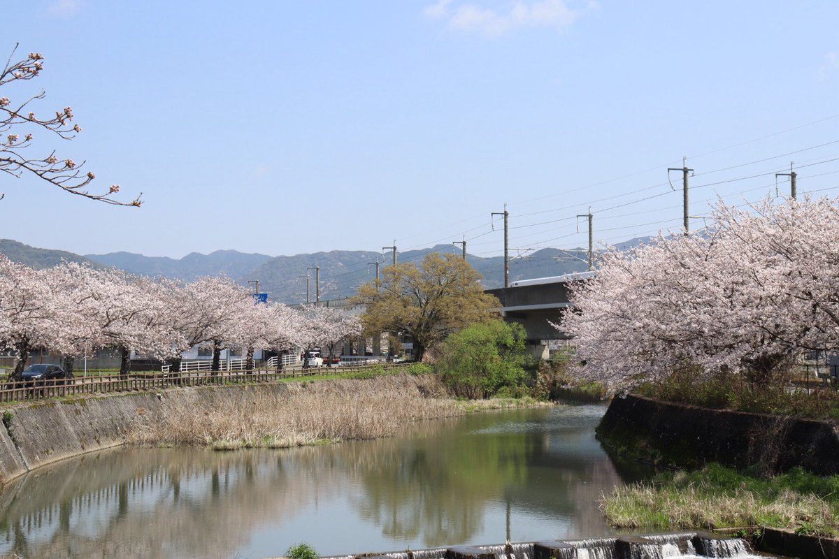 ぴのキッズ(パルムアダルト) tweet media