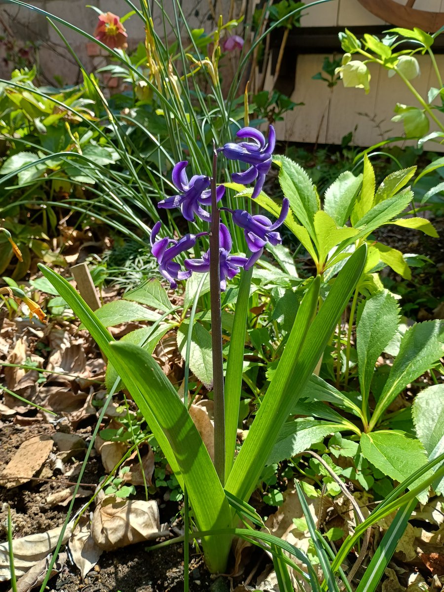 ひらっち tweet media