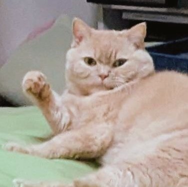5n9MFuuh521K1Sz's tweet photo. よっ🐾 https://t.co/cGqiZ7ZZ3F