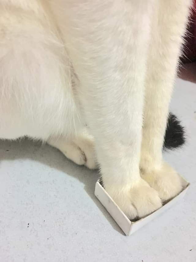 🌔月の夜星の朝⭐^. .^ ੭࿎♡̸᩠࿎⛄️❄️✨💞 tweet media